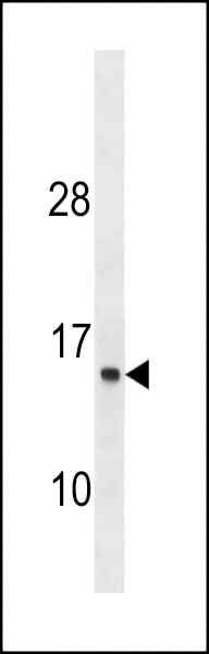 ATP6V1G1 Antibody