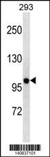 KCNB2 Antibody