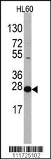EIF4E Antibody
