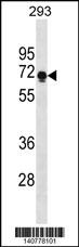 PRR14 Antibody