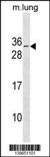 RBM7 Antibody