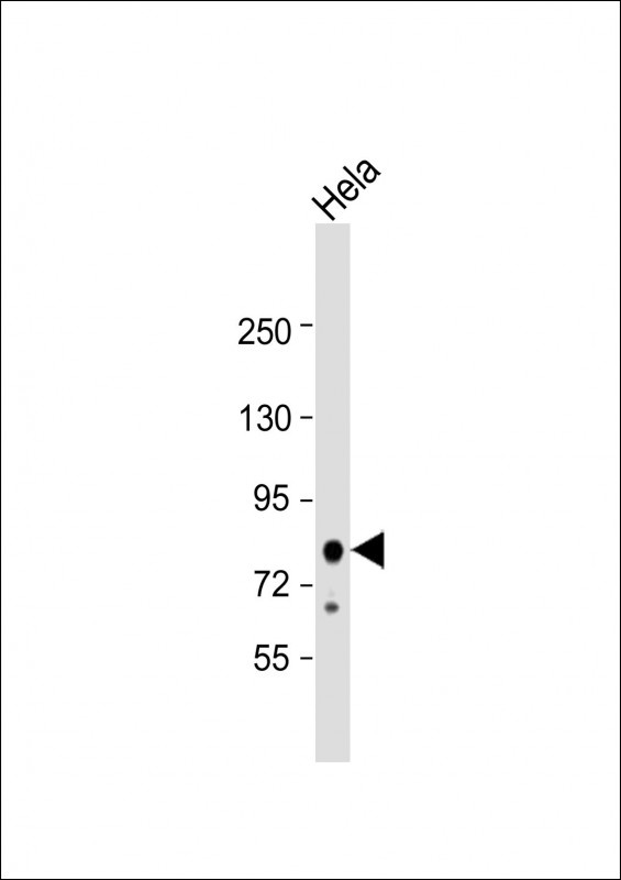 EIF4B Antibody