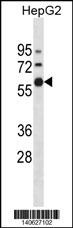 ZNF205 Antibody