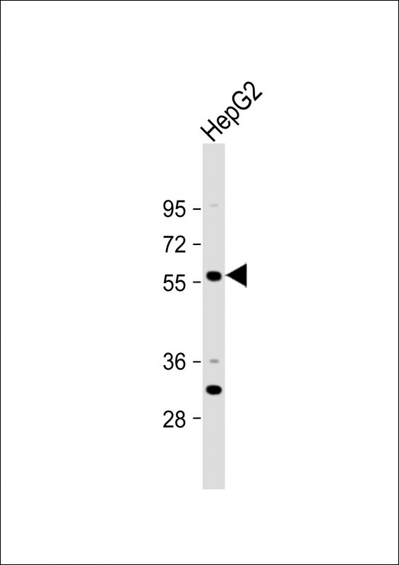 ST6GAL2 Antibody