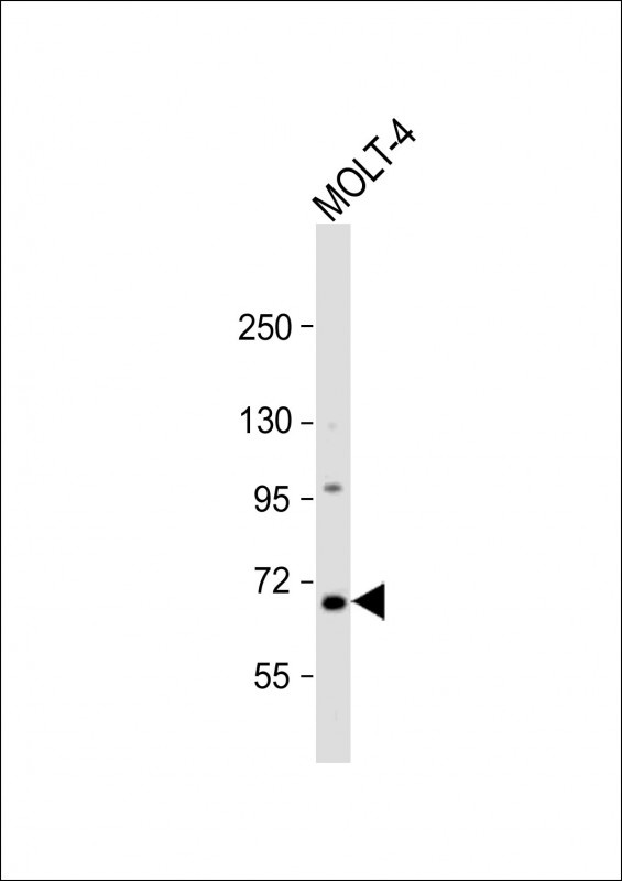 NEIL3 Antibody