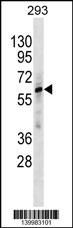 ZNF775 Antibody