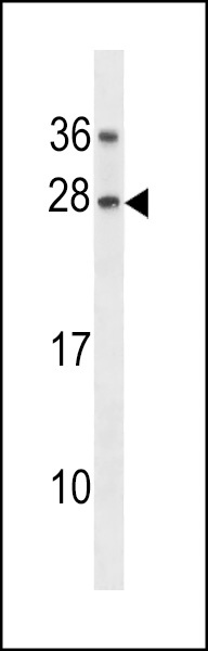 GAR1 Antibody