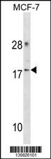 CDK2AP2 Antibody