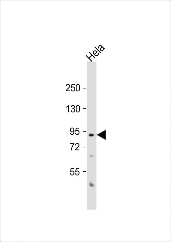 ACO2 Antibody