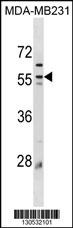Mouse Plin3 Antibody