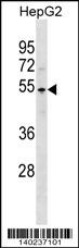 PKNOX1 Antibody