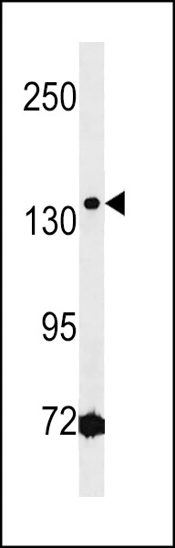 HMGXB3 Antibody