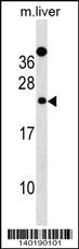Mouse Derl2 Antibody