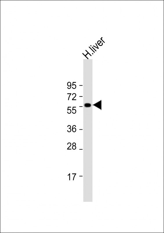 SLC30A10 Antibody