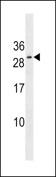 RNF223 Antibody