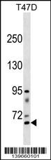 RHPN2 Antibody