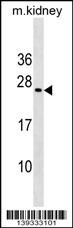 MIXL1 Antibody