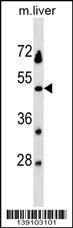 PRSS54 Antibody