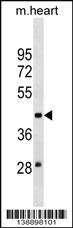MOCS3 Antibody