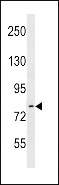 ARHGEF33 Antibody