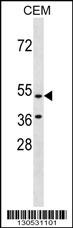 HCAR3 Antibody