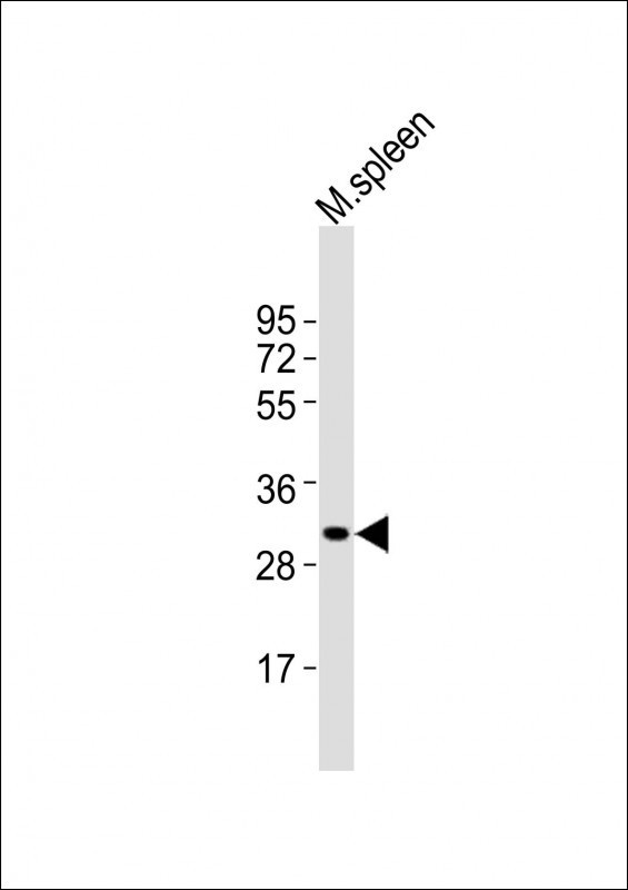 MSX1 Antibody