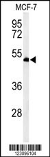 RUVBL1 Antibody