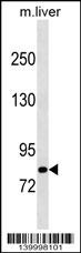 Mouse Cblb Antibody