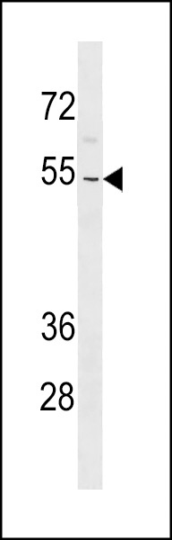 ZNF736 Antibody