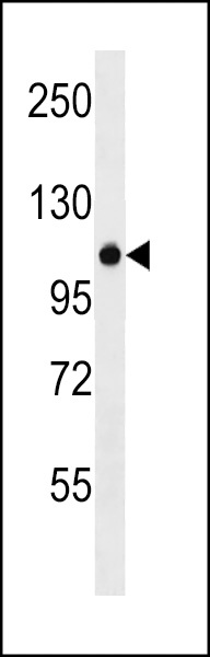 ZNF729 Antibody