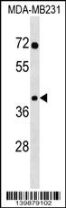 SNAPC3 Antibody