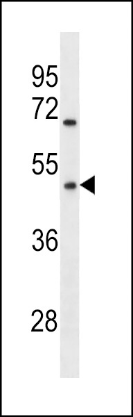OR1Q1 Antibody