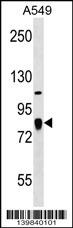 FGD3 Antibody