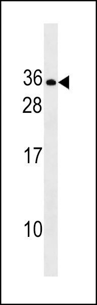 RLN2 Antibody