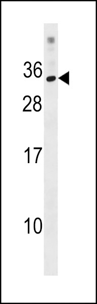 KRBOX1 Antibody
