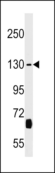KIF27 Antibody