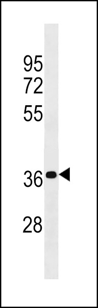 PSG4 Antibody