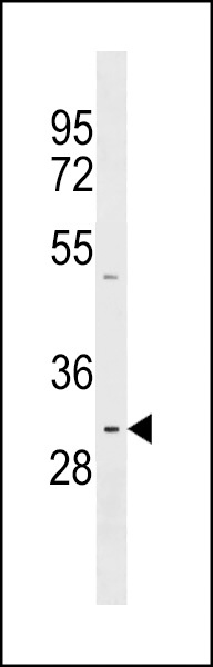 PRR23A Antibody