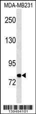 MFI2 Antibody