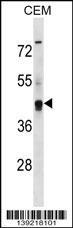 KCNG2 Antibody