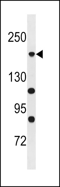 POLR1A Antibody
