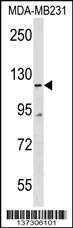 COBLL1 Antibody