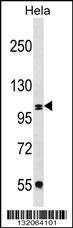 COPB2 Antibody