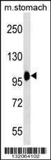 COPB2 Antibody