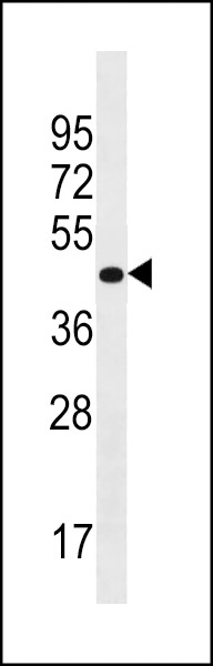 PRR25 Antibody