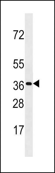 OR3A3 Antibody