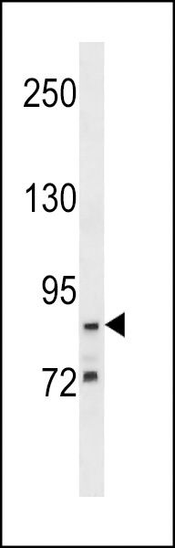 G2E3 Antibody