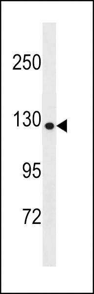 COL19A1 Antibody