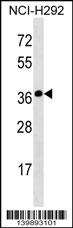 SYNPR Antibody