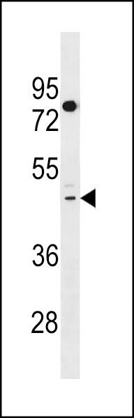 TAS2R41 Antibody